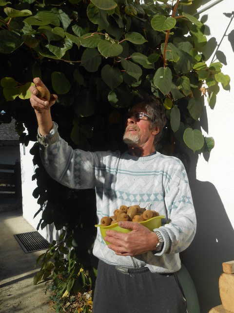 Genau 105 Kiwis konnte Ludwig Bernroithner aus Sautens heuer im eigenen Garten ernten.