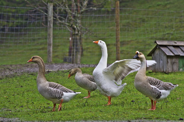 Der genaue Ursprung der Martinigans bzw. des Gansl-Essens kann nicht ganz eindeutig geklärt werden. | Foto: Brigitte Katzensteiner