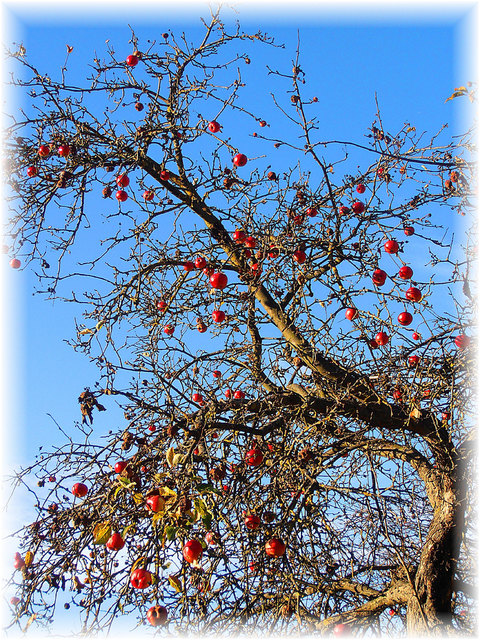 Auch wenn Herbststürme toben seine Äpfel hält er fest,sie fallen nicht zu Boden!