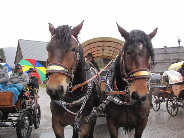 Patschnass, aber geduldig, warten die Pferde von Werner Lanner, bis sie mit dem geweihten Brot an der Reihe sind.
