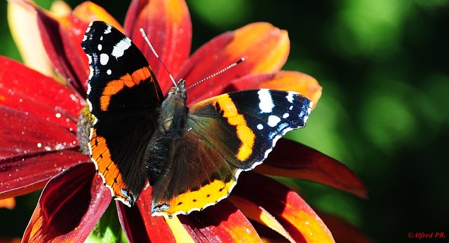 Vanessa atalanta (Admiral) a ganz a fescher;-))))