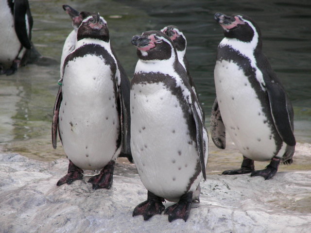 So, wir üben jetzt die drei Affen: nichts sehen, nichts hören, nichts reden! - Aber, Boss, wir sind doch vier ... - Schnabel halten, du übernimmst gleich die Rolle "nicht reden"!
