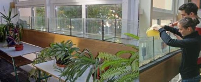 Die Schüler im ungarischen Mosonmagyaróvár konnten die Erhaltungszuchtanlage bereits aufbauen. | Foto: Haus des Meeres