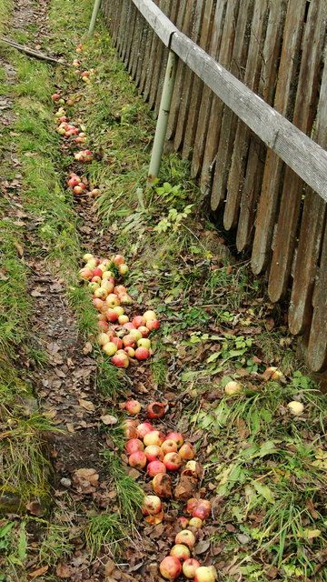 Weg mit Äpfel gepflastert