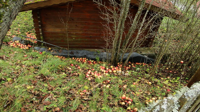 Von Äpfel umzingelt