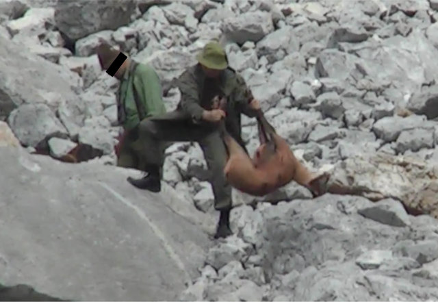 Das Internet-Video mit der Bergung der zappelnden Gams (im Bild bereits erlöst) löste eine Welle der Empörung aus. Ein Jagdgast aus Russland zerrte das noch lebende Tier die Felsen abwärts. Das Tier wurde vom einheimischen Jäger dann mit dem Messer von seinen Qualen erlöst. | Foto: screenshot youtube.at