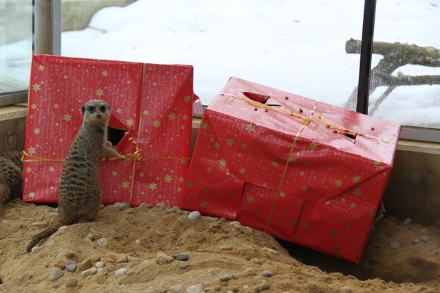 Mal schauen, was mir das Christkind heuer bringt... | Foto: Zoo Linz