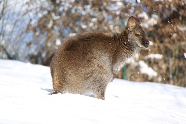 Känguru im Schnee | Foto: Zoo Linz