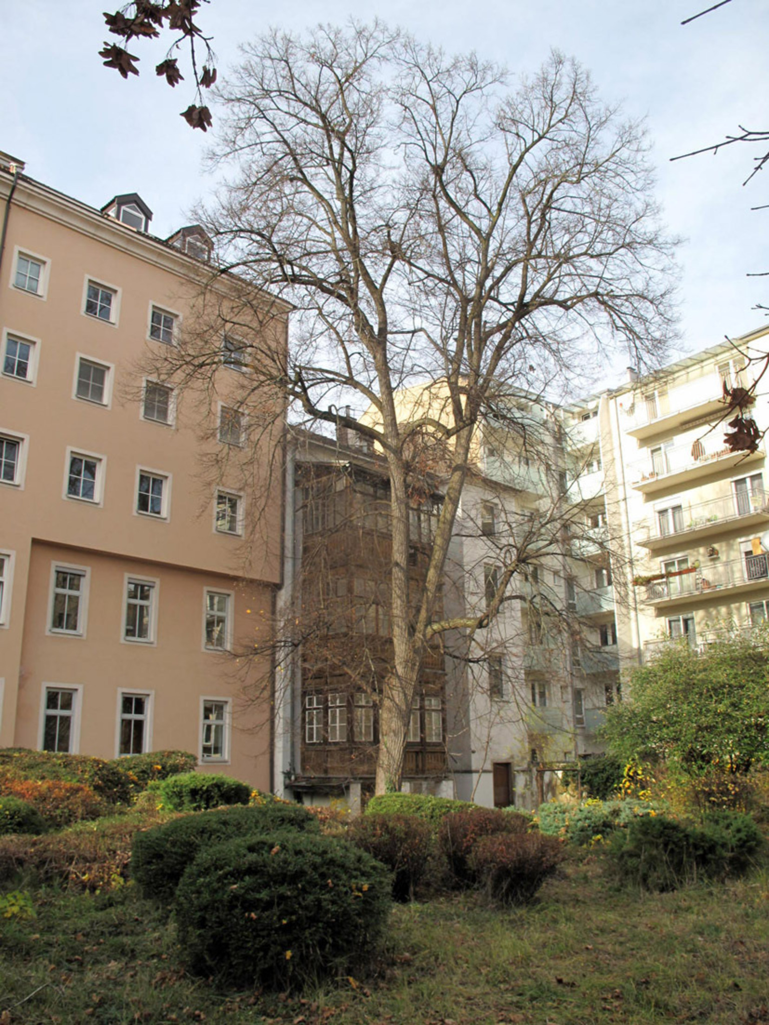 Alte Linde soll gerodet werden - Linz