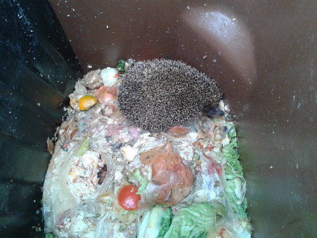 "All you can eat": Dieser Igel schlug sich in der Biomülltonne den Bauch voll. | Foto: GVU