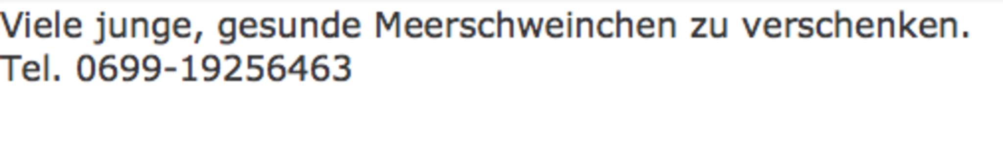 Meerschweinchen Thema Auf Meinbezirk At
