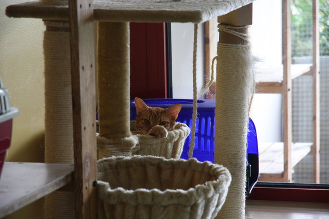 Zahlreiche süße Kätzchen im Tierschutzhaus freuen sich auf die Erfüllung ihrer Wünsche. | Foto: Hedi Breit