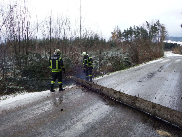 Die Freiwillige Feuerwehr Weistrach räumt die Straße. Umgefallene Bäume sorgten für einige Einsätze im Bezirk. | Foto: FF Weistrach