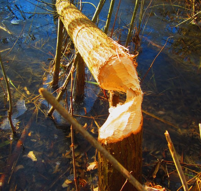 Piber. Ein (oder mehrere) Piber habe sich das Biotop beim Ausfluß des Ossiachersees in Landskron als Winterquartier ausgesucht, wie die frischen Bißspuren zeigen.