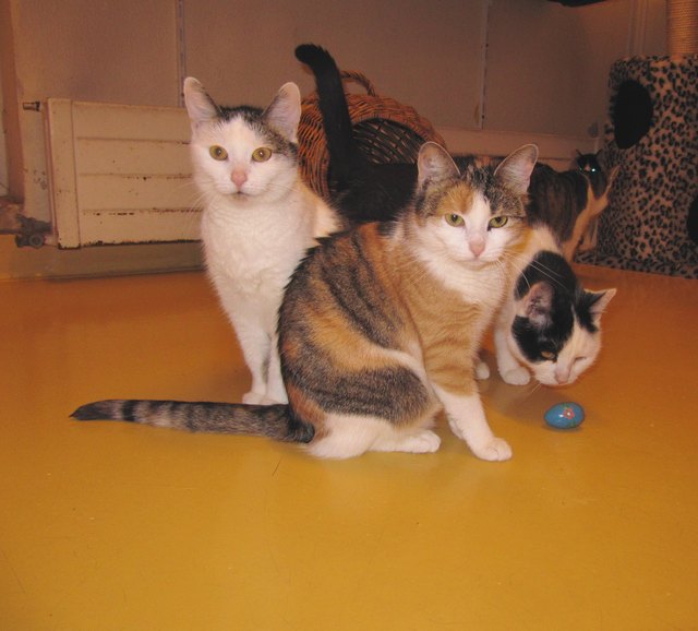 Foto: Tierheim Linz