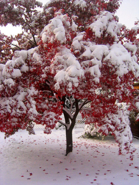 Wintermärchen Schneewittchen