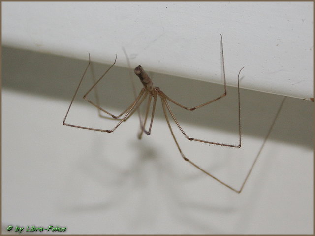 Dass der Weberknecht kein Lügner sein kann ;-)))