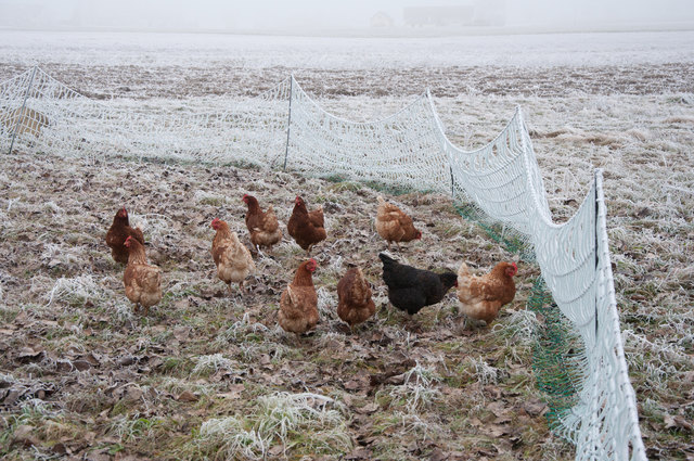 Glückliche Hühner im Winter Grieskirchen & Eferding