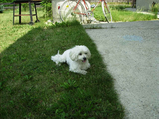 Malterserhündin Gina aus Marchegg überlebte den Angriff des Schäferhundes nicht. | Foto: privat