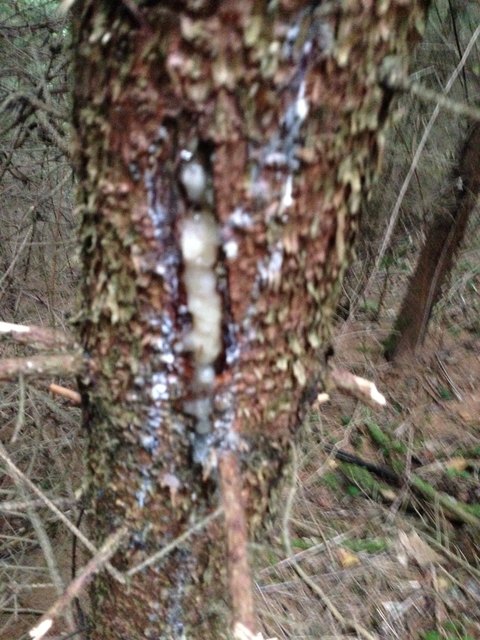 Mehr als 26.000 Quadratmeter Wald weisen in Graden Schäden auf.
