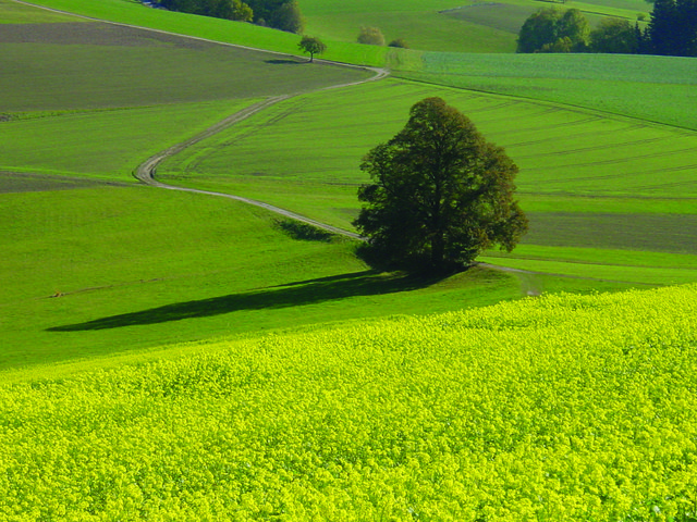 Auf dem Lindenweg lässt sich die Mühlviertler Landschaft genießen. | Foto: Gemeinde