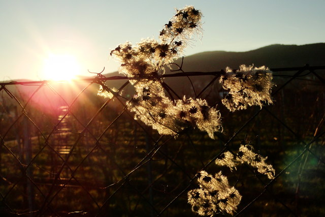 Bestrahlte wilde Weinrebe