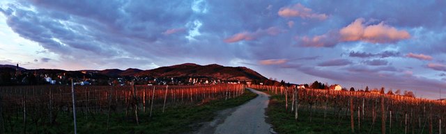 Morgensonne trifft die Weinberge von Perchtoldsdorf