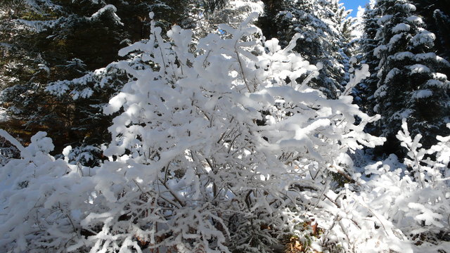 unberührte Natur im Winterwald