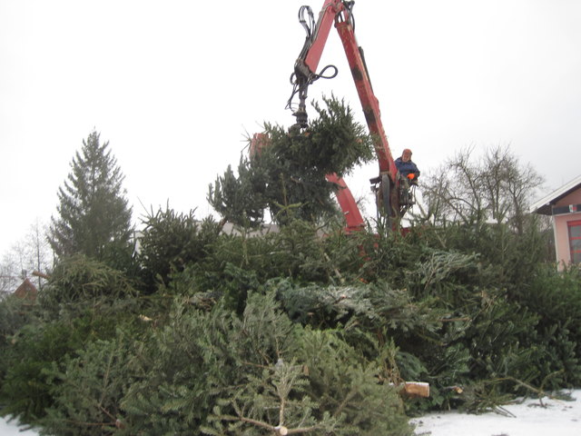 Heuer hofft die Gemeinde Köstendorf, noch mehr alte Christbäume als die 120 vom Vorjahr zu bekommen.
