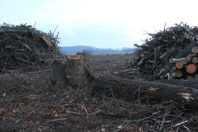 Baumstümpfe und Holzstämme werden bald neuem Grün weichen.