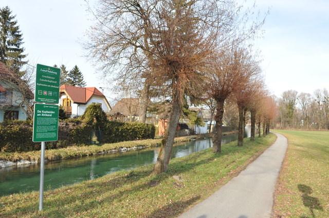 Auf einem Wegstück von 3,5 km säumen rund 500 Kopfweiden den Almkanal.