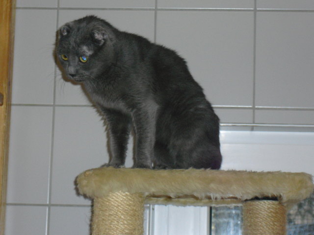Karthäuser-Fundkatze, weiblich, ca. 10 Jahre alt, grau, zugelaufen am 21.12.2013 in der Widmanngasse in Villach