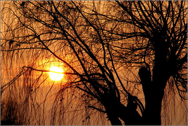 der erste Sonnenuntergang im neuen Jahr, gestern beim Neujahrsspaziergang in Neusiedl gesehen
