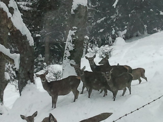 Mmmh, das schmeckt. Das Rotwild schält massiv Bäume ab, die verursachten Schäden sind hoch.