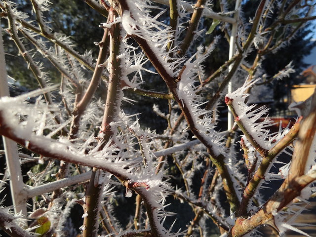 ...wo bleibt der Schnee?
