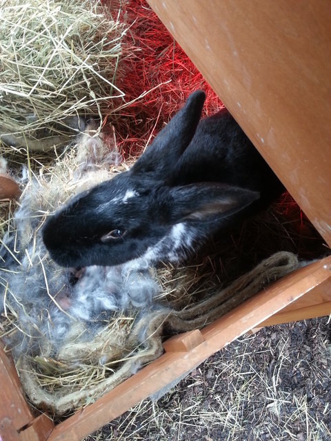 Hasenmama und Nest
