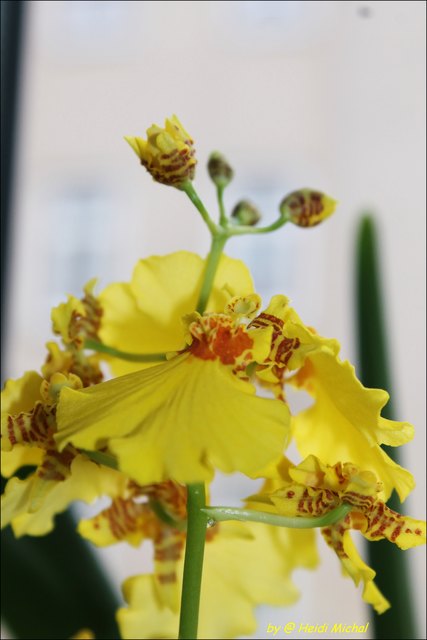 Meine Oncidium
