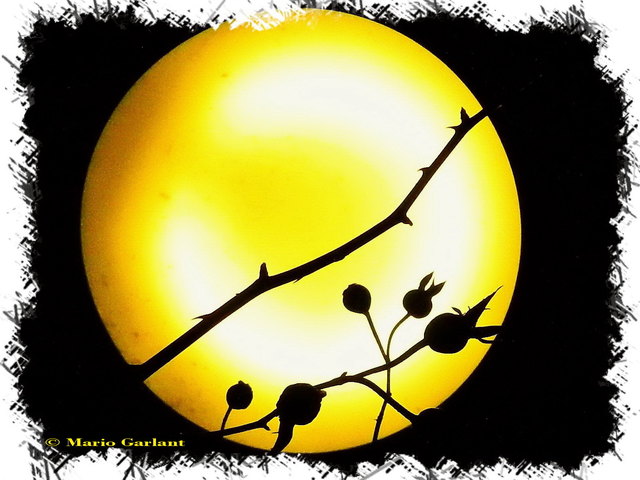 Hagebutten unter einer Lampe.