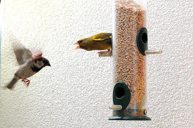 Spatz und Grünfink