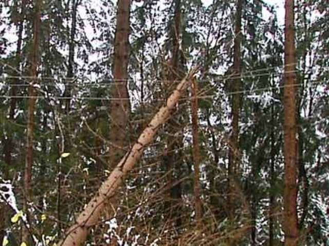 Ein umgestürzter Baum war der Grund für den Stromausfall im Mölltal (Foto: KK)