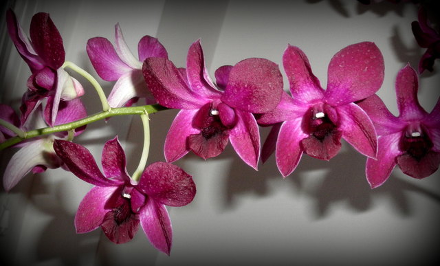 ... blühn die Orchideen. Gemäß meinem Wörterbuch, soll es etwa 18 000 Arten geben.