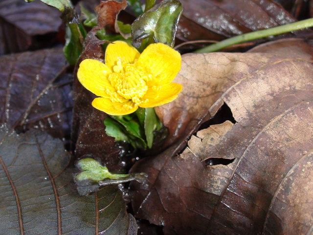 der Frühling ist da und das schon am 6. Jänner 2014