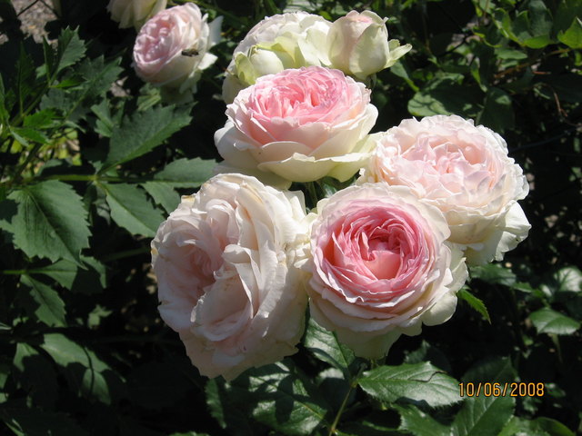 Unsere Rosen aus dem Schrebergarten