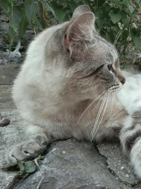 Katze Mädi ist spurlos verschwunden.