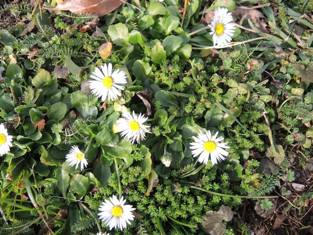 Gänseblümchen am 9.1.2014 auf dem Sonntagberg