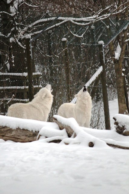 In der oststeirischen Tierwelt Herberstein können die Besucher nächtens bei Vollmond mit den Wölfen heulen.
