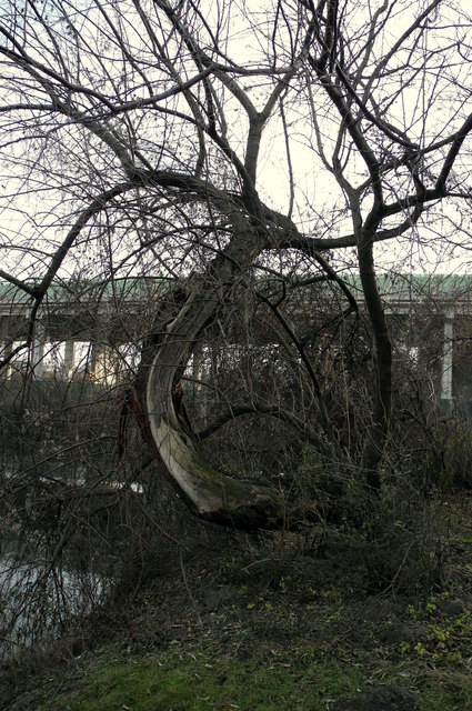 Dieser Baum das schaut so aus als wenn er noch leben würde - sonst hätte er ja keine Zweige. In Favoriten Benda Park