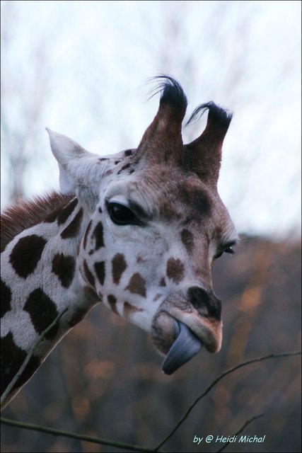 Giraffen dürfen das :-)