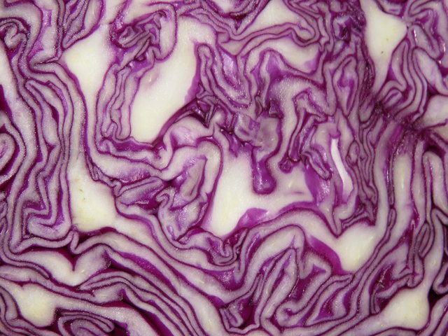Das faszinierende Innenleben von Rotkraut!