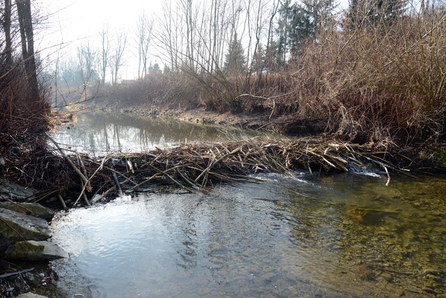 Ob der gewaltige Biberdamm im Laabenbach entfernt werden muss, entscheidet das Bibermanagement des Landes. | Foto: Markus Berger